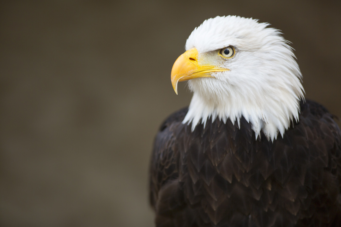 A large raptor with a yellow bill, white head, and brown body, and an incredibly piercing stare.