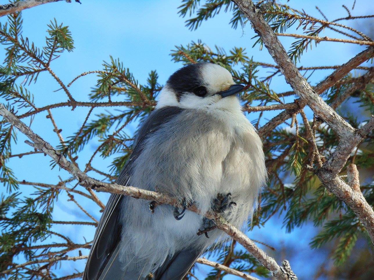 A fluffy dark and light gray bird sitting in a pine tree.