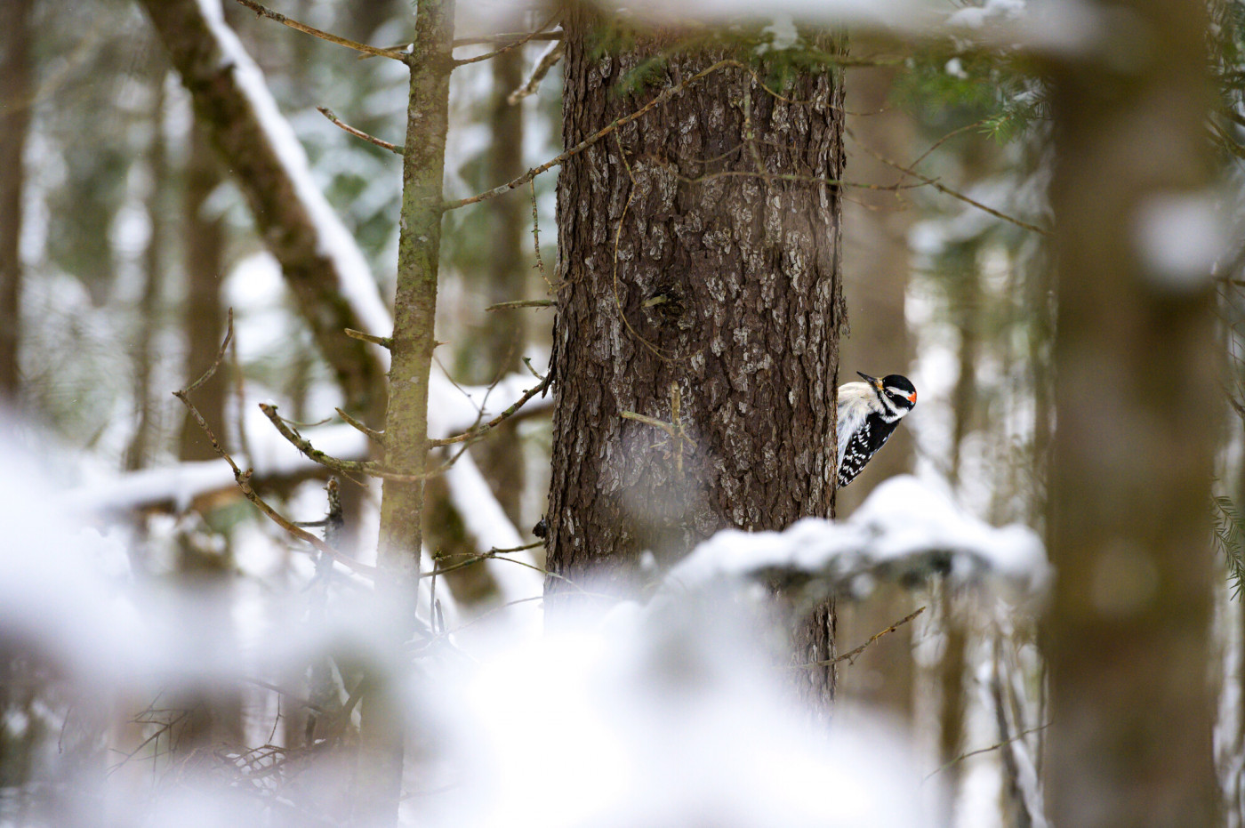 A black and white woodpecker with red on his head on a snowy tree.