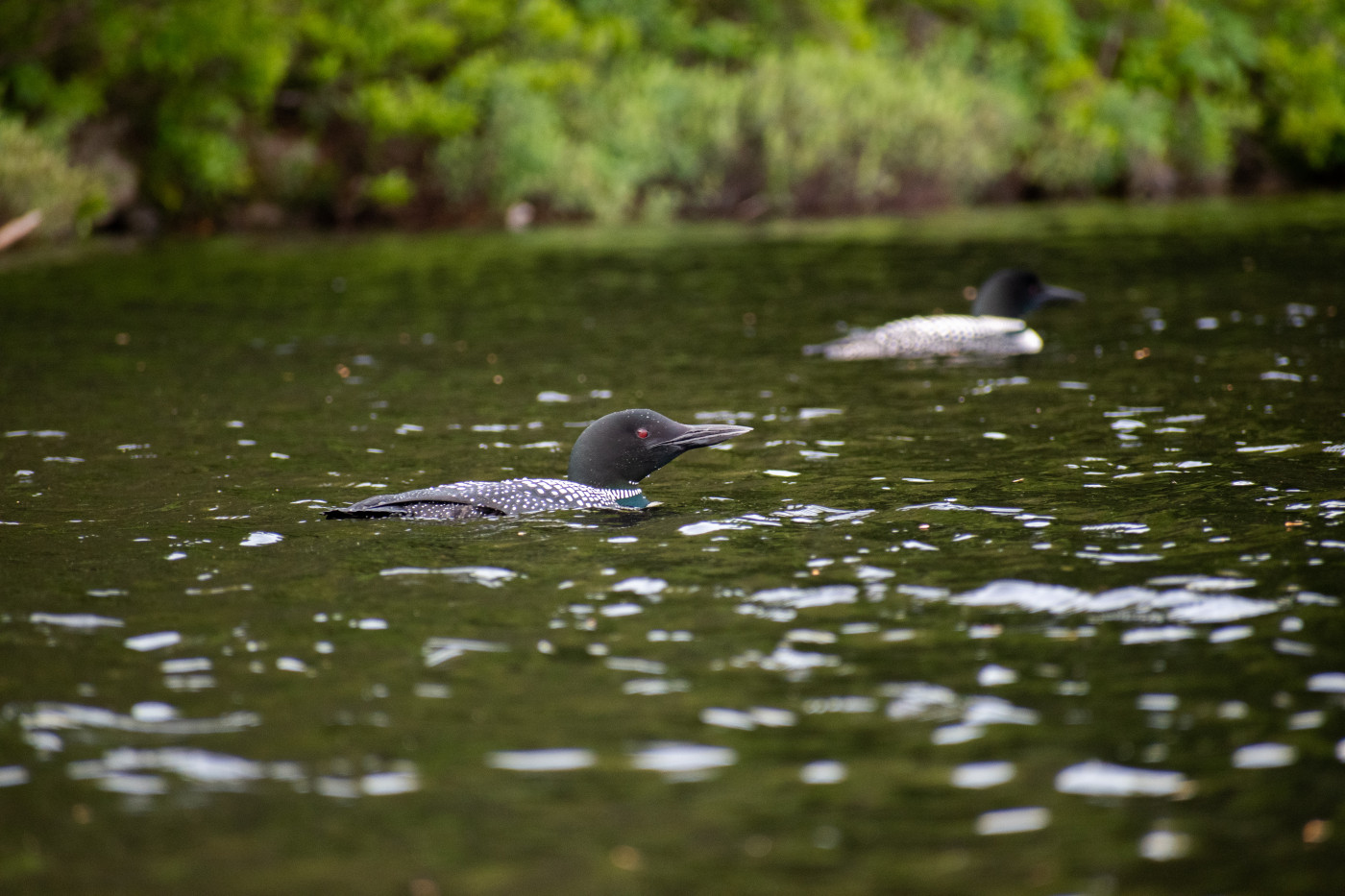 A black and white water bird floating on a lake with green tones.