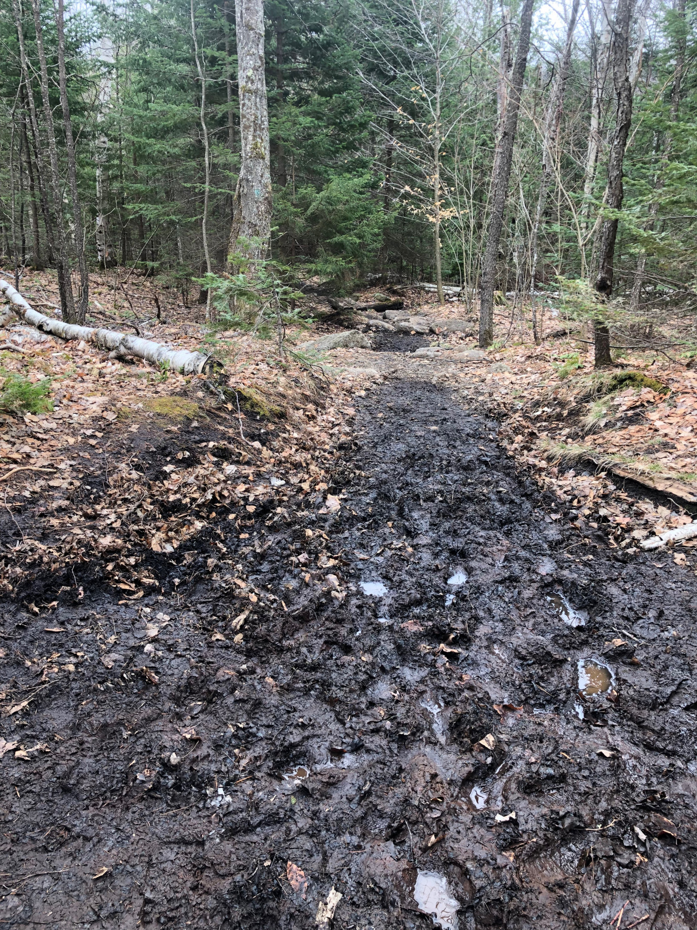 This is a good example of trail widening from hikers walking around the mud. The left side vegetation has already been damaged from hikers walking on the trail bank.