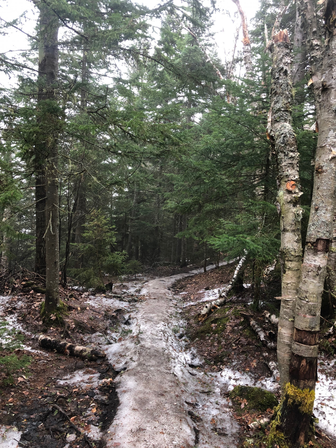 Monorails still exist in higher elevations under 2,500ft. Use microspikes to walk on the ice rail and not around it. Treat it like a muddy section of trail. You can see where hikers have already formed their own path to the left side of the ice rail damaging any new vegetation growth and possibly permanently widening the trail even more.