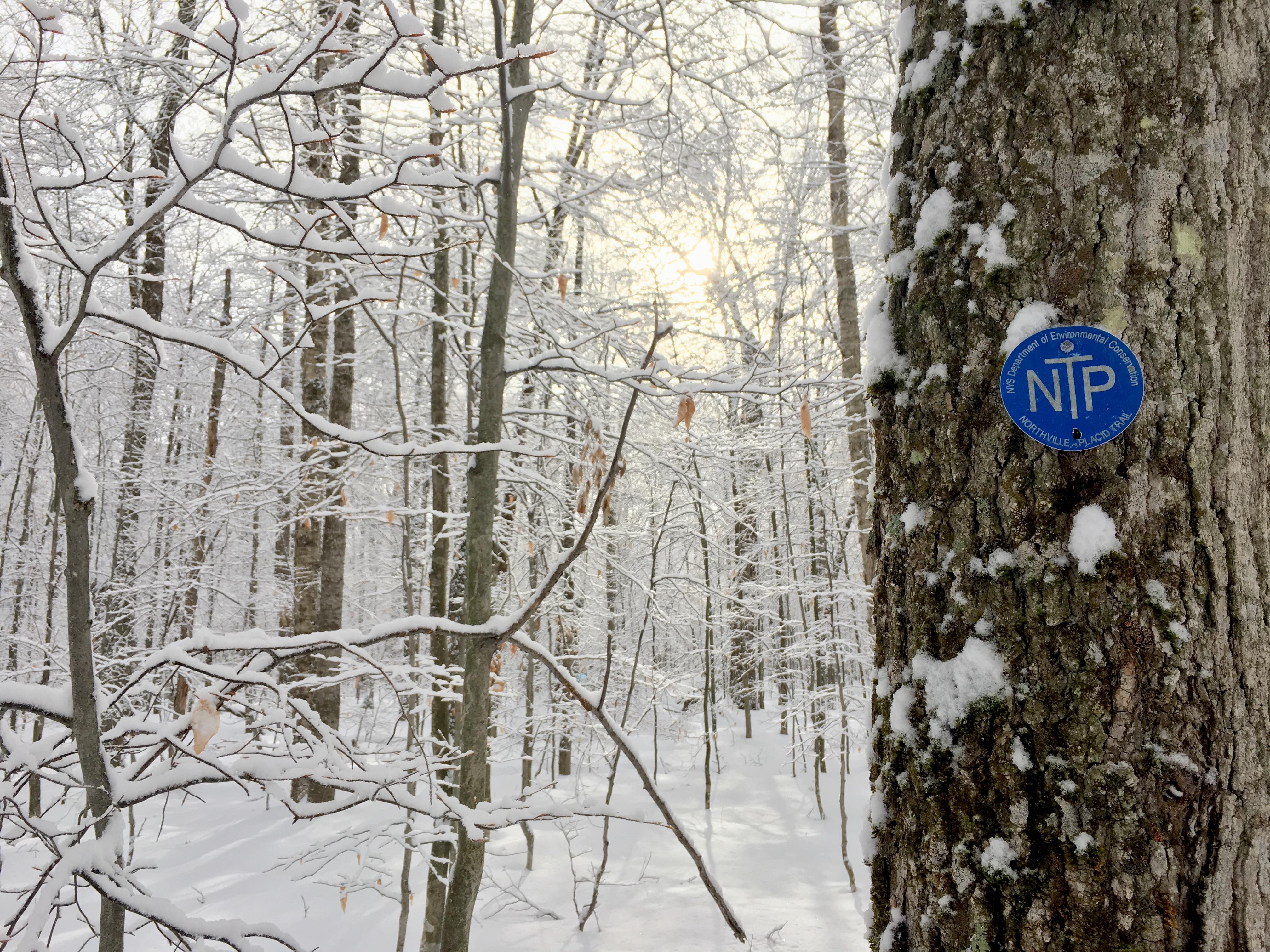 NPT trailmarker in the winter