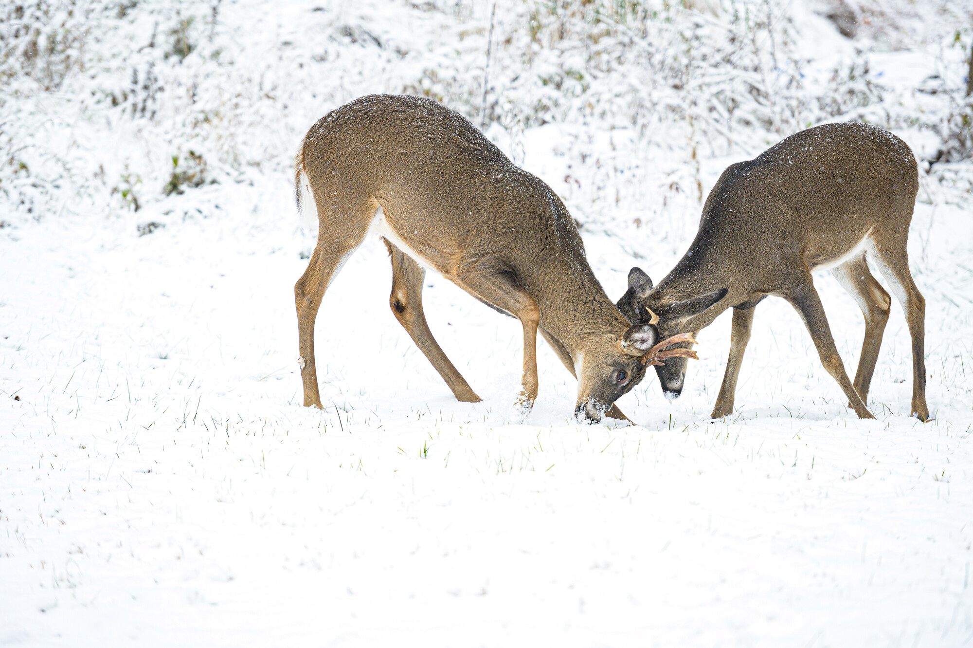 Two deer in the winter