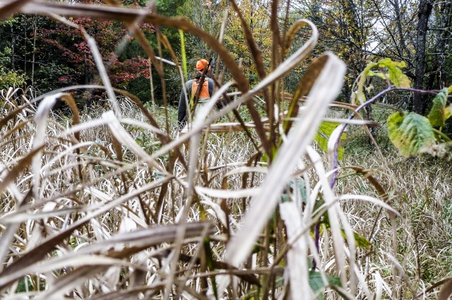 A hiker wearing orange seen through the grass