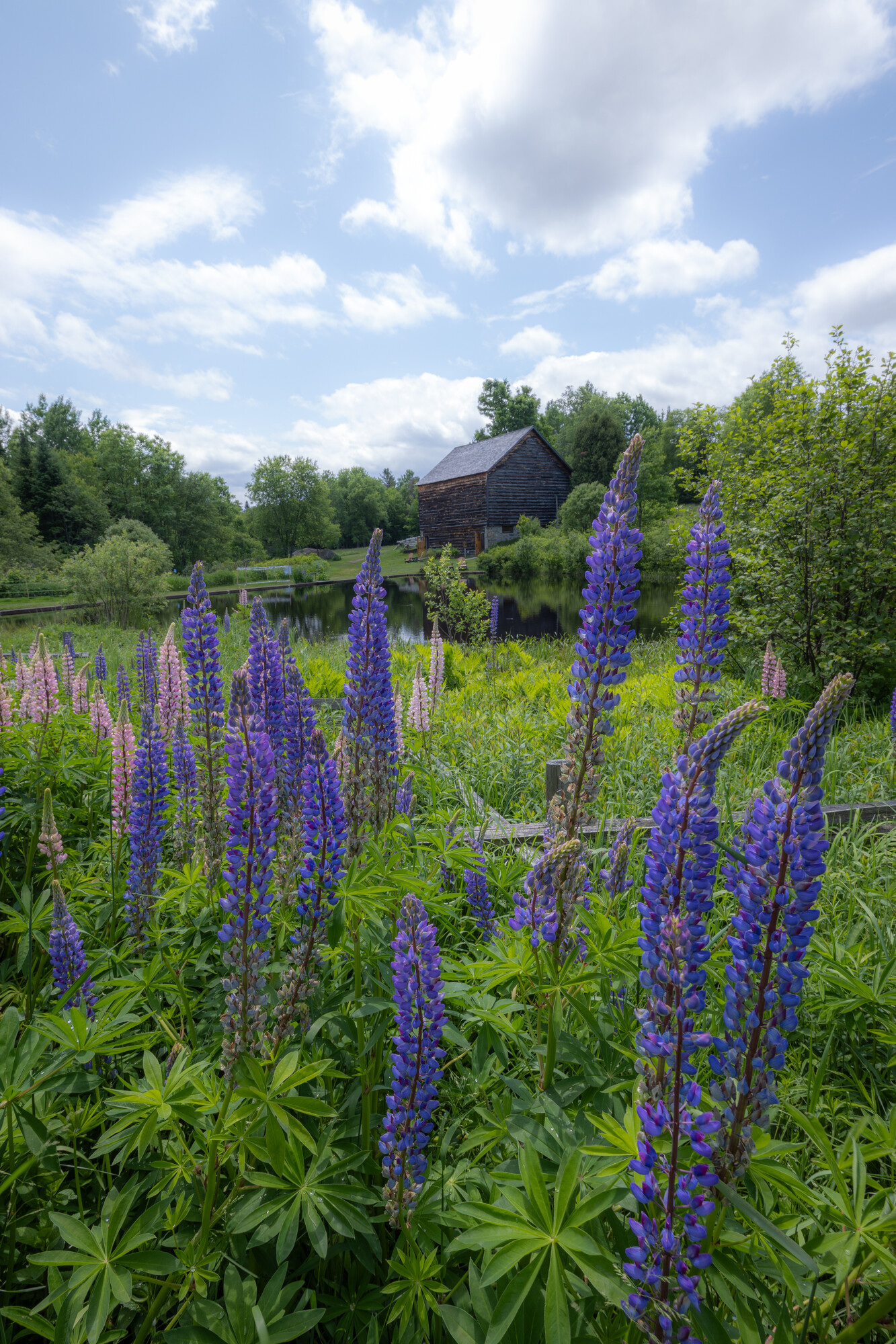 John Brown Farm and wild flowers