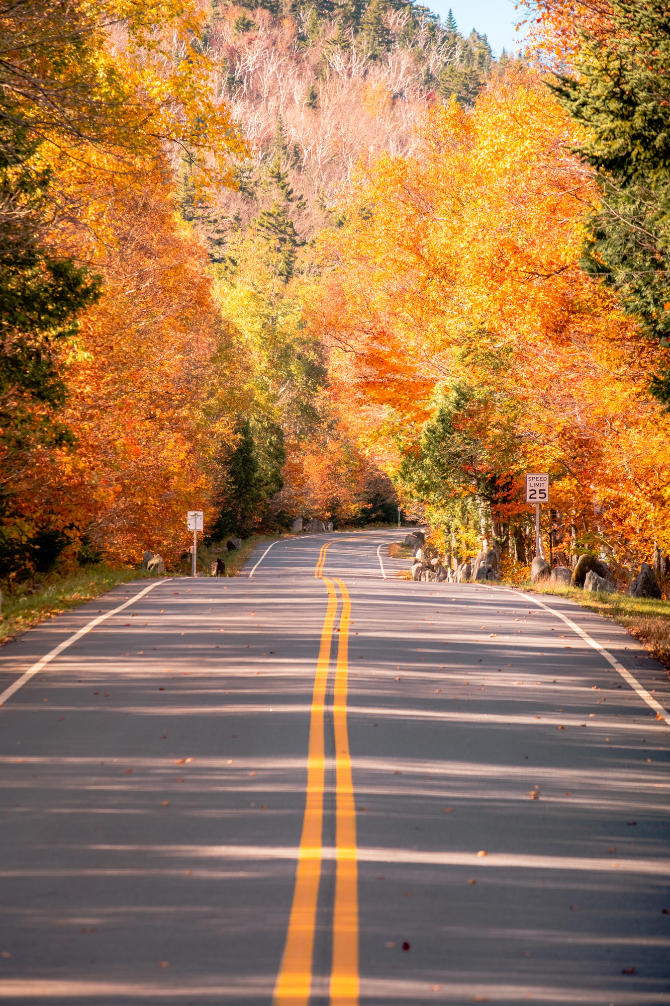 A portrait photo of a road in the fall