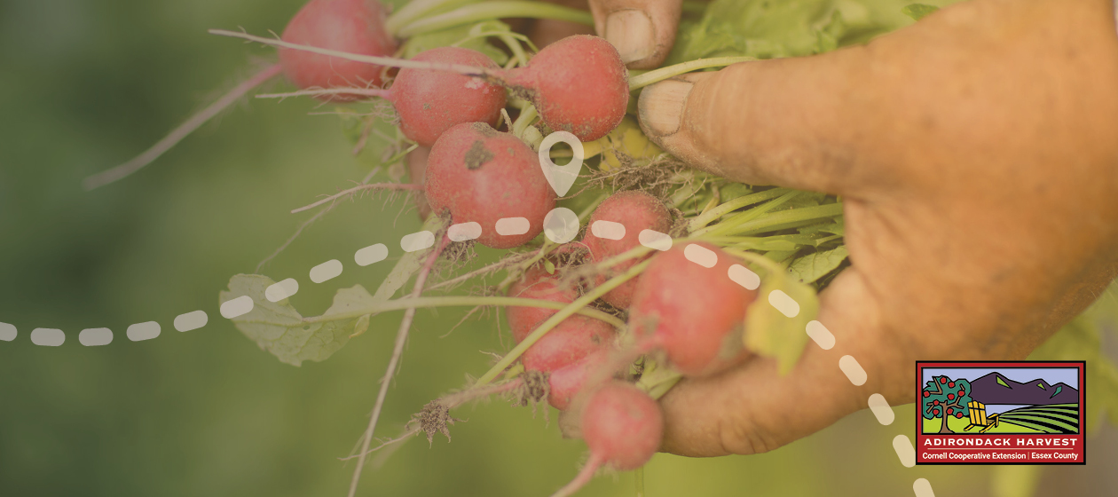 Radishes in a hand