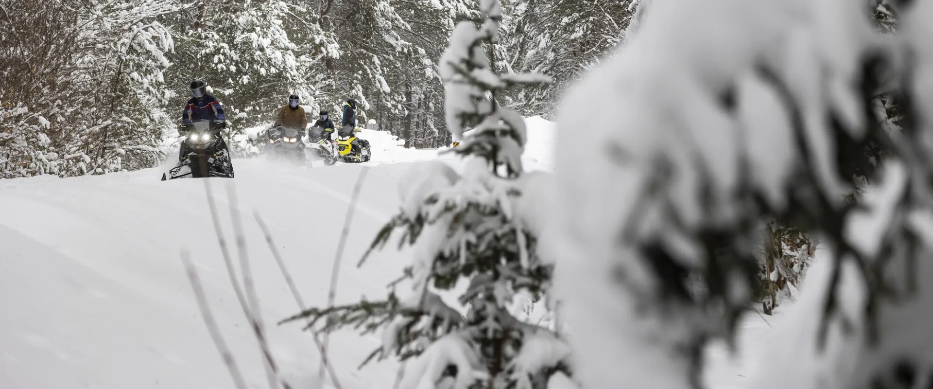Snowmobilers in the woods