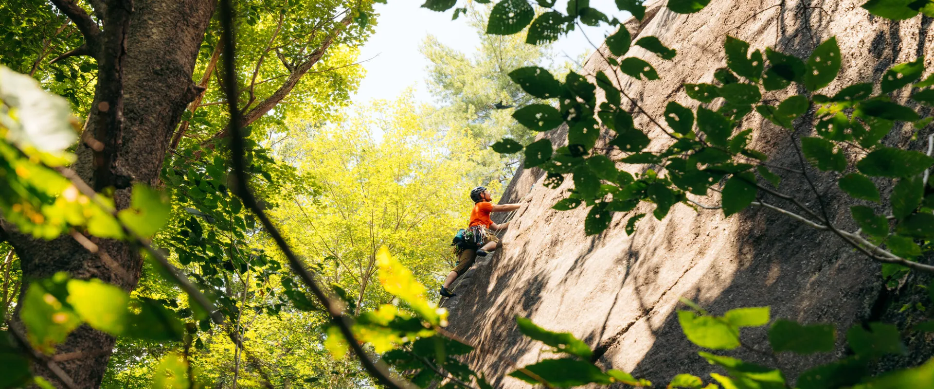 A climber on a treed-in rock wall