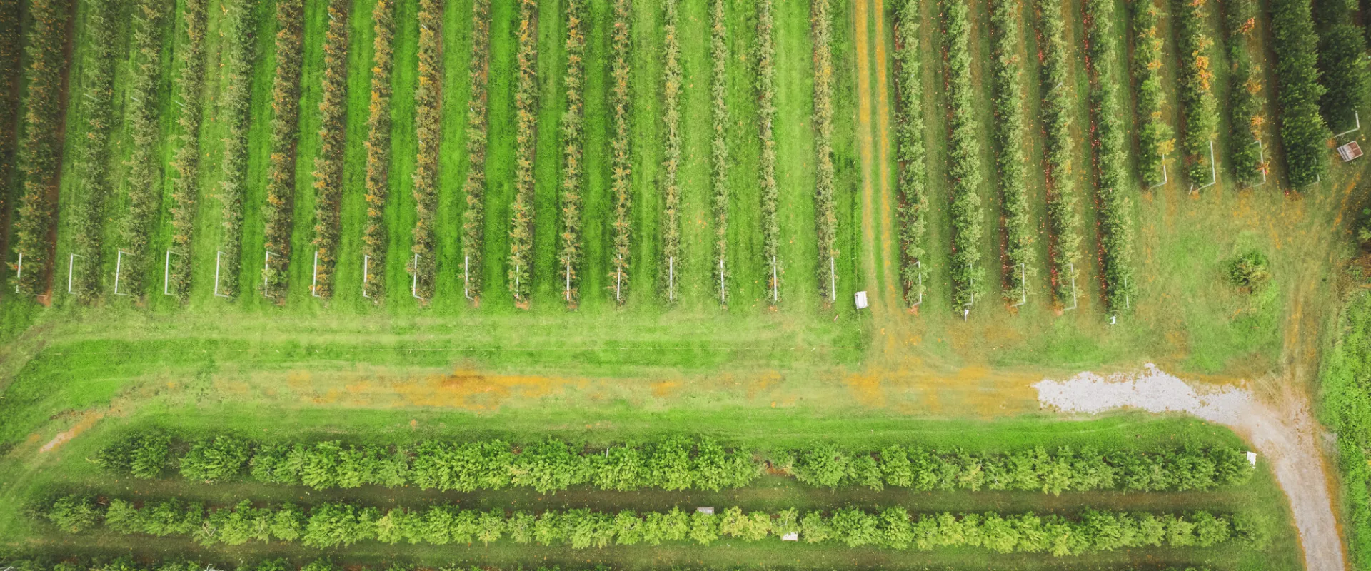 Aerial view of row crops