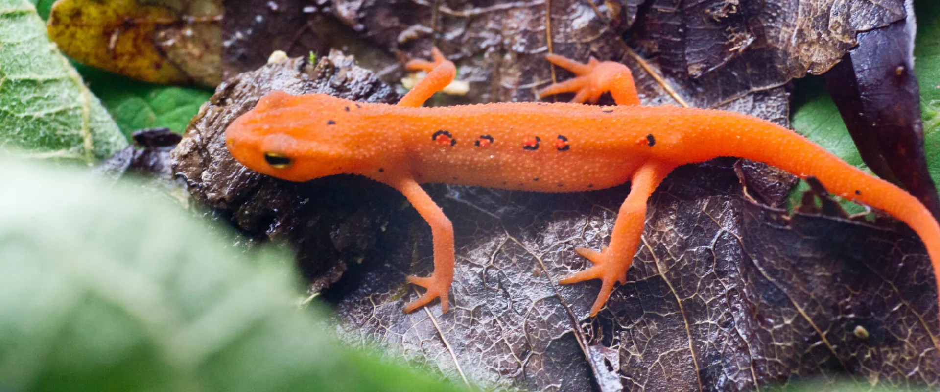 A red eft