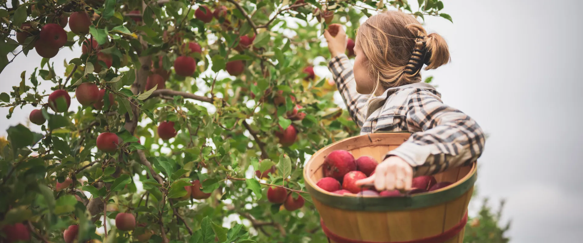 A young woman holding a bushel basket picks an apple from a tree.