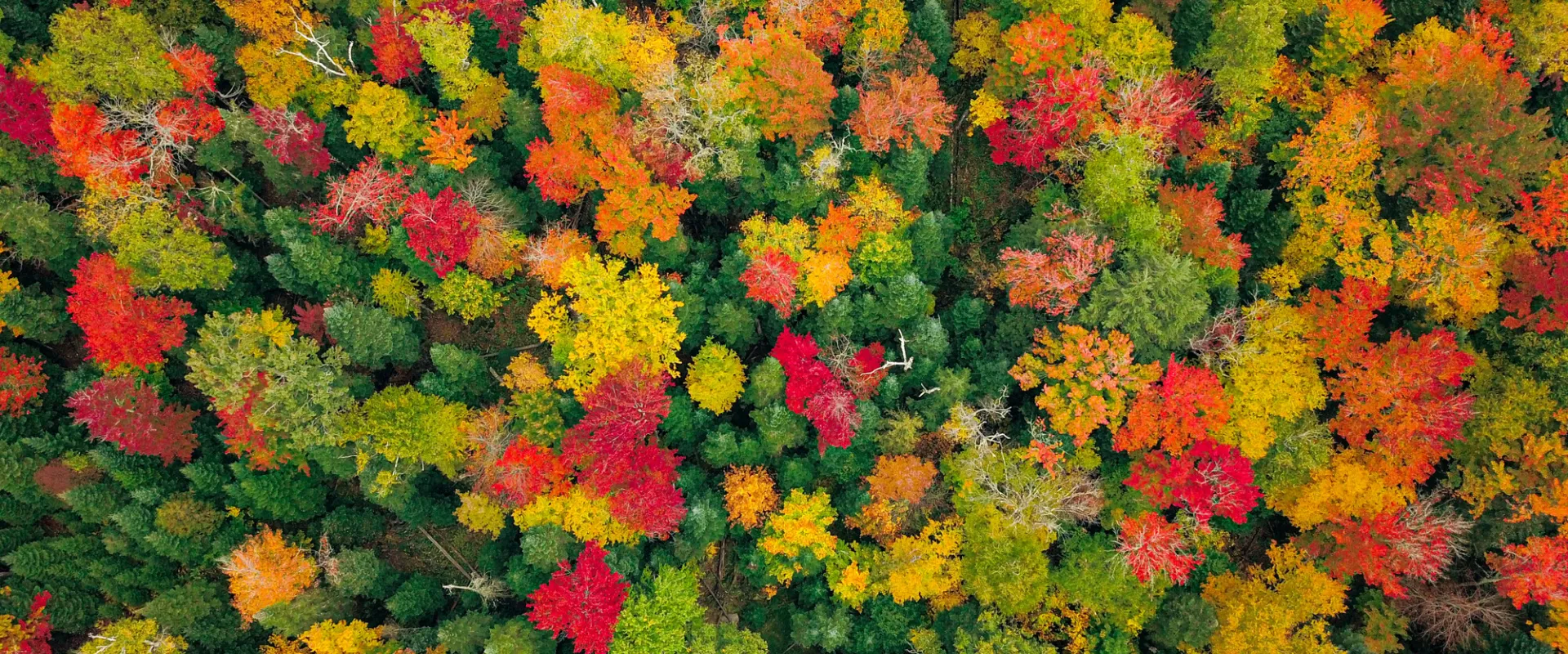 Fall foliage in the Adirondacks.
