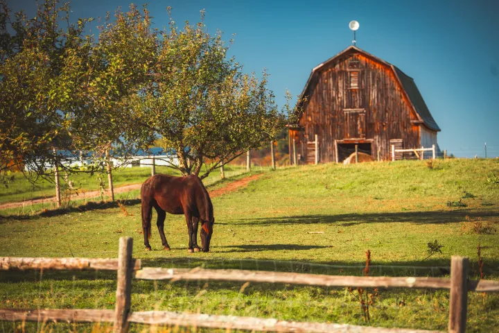 A horse in front of an old barn