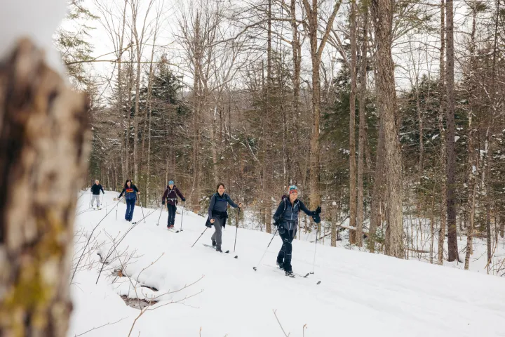 Multiple people cross-country skiing in the forest