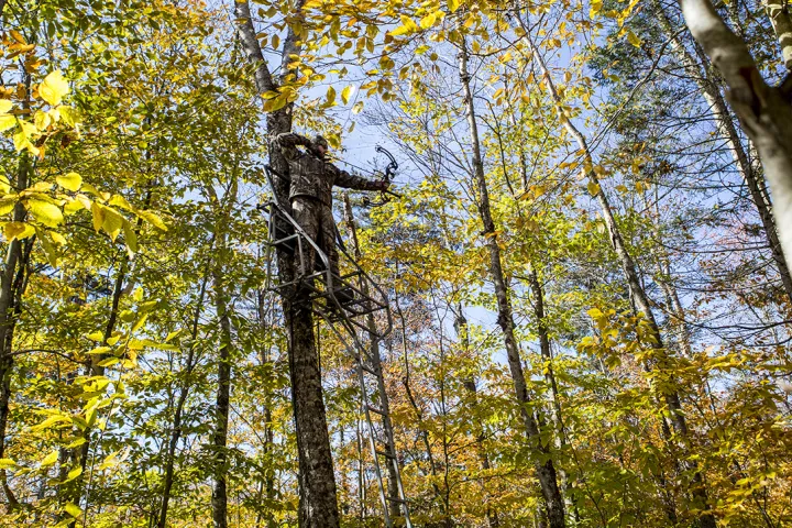 A bowhunter in a tree