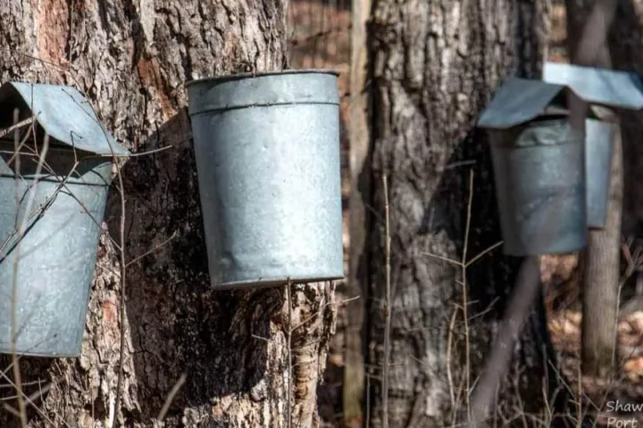 Buckets on trees for sugaring