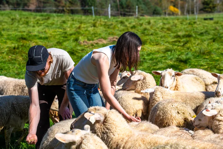 Two people petting sheep