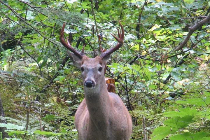 A deer in the woods