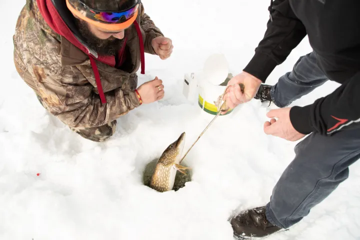 Two men pulling a fish out of the ice
