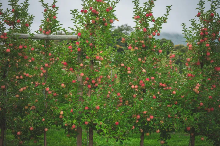 Trees at an apple orchard