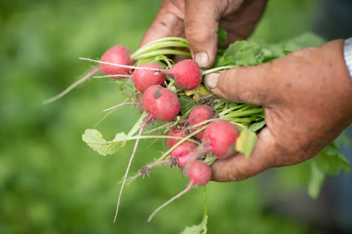 Hands holding radishes