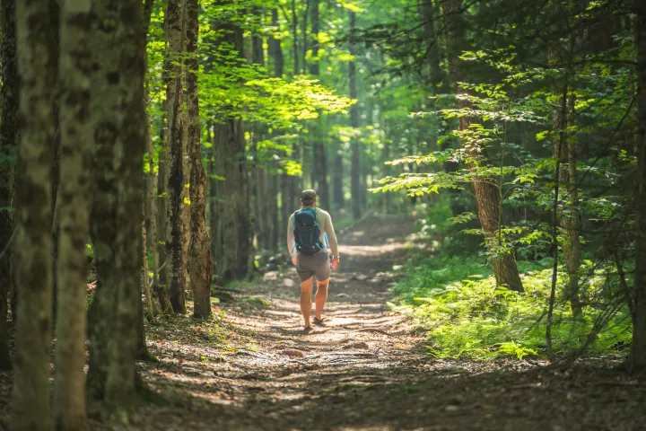 A hiker walking on a wide trail in the forest
