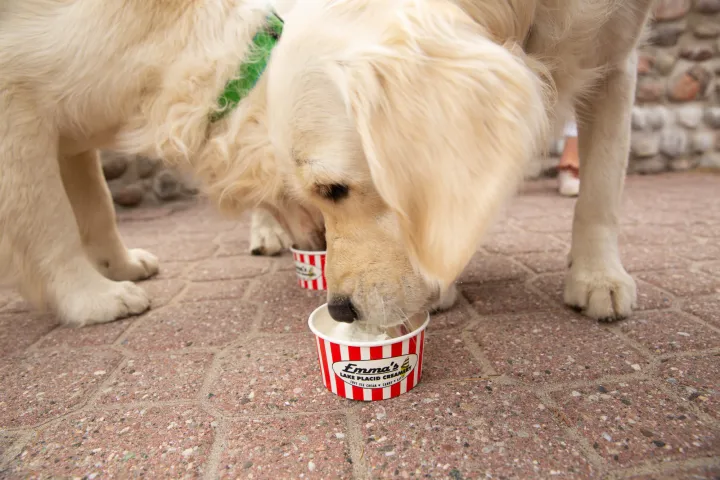 Dogs eating ice cream.