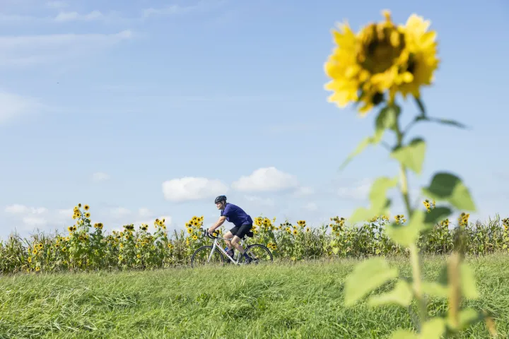 A cyclist rides past a field of sunflowers, with one sunflower close to the camera, on a sunny fall day.