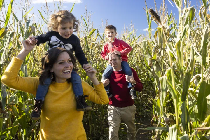 Two adults, each with a small child sitting on their shoulders, smile while in a corn maze.