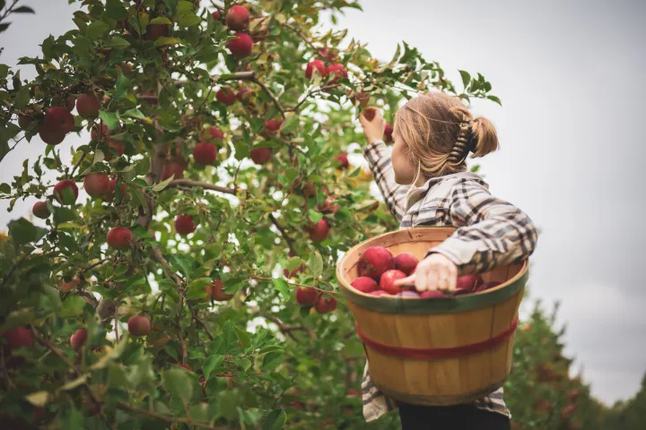 A young woman holding a bushel basket picks an apple from a tree.