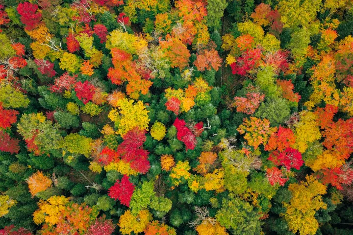 Fall foliage in the Adirondacks.