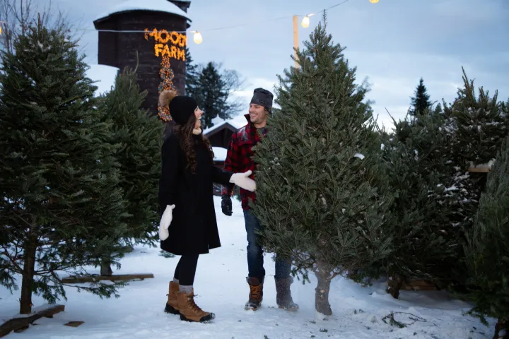 A Christmas tree farm in the Adirondacks.