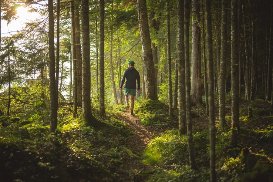 A hiker walking through the woods in the summer