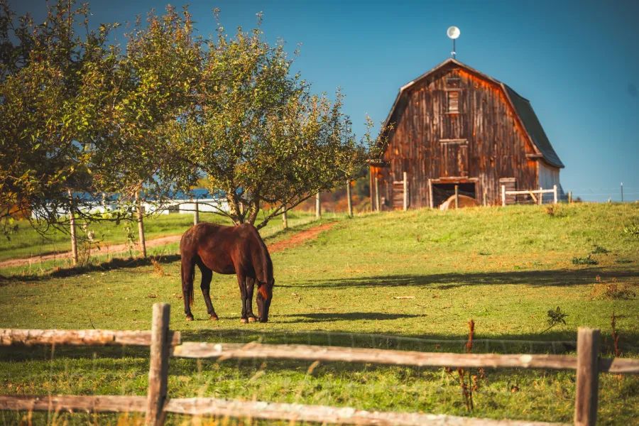 A horse in front of an old barn