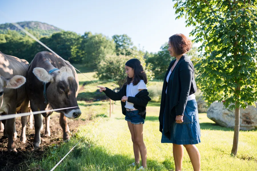 A mother and her daughter petting and feeding cows