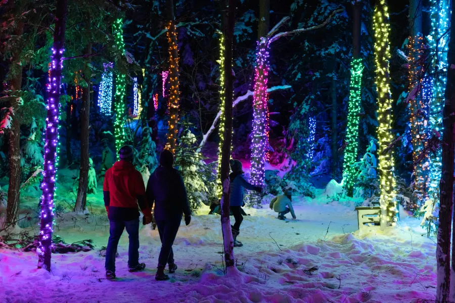 A walk through a forest filled with Christmas lights