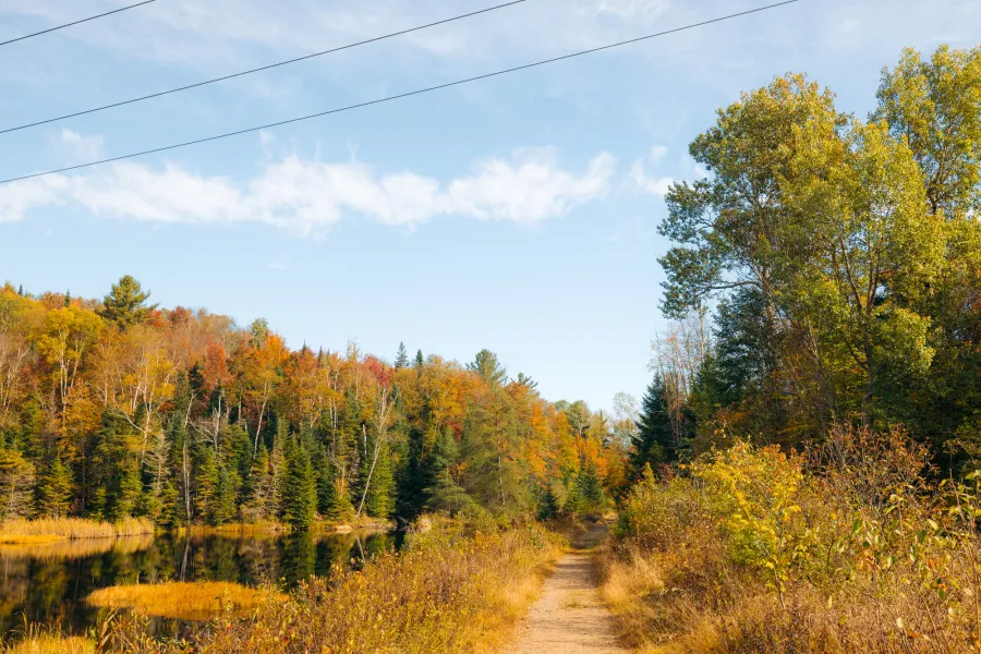 Bloomingdale Bog Trail in the fall.