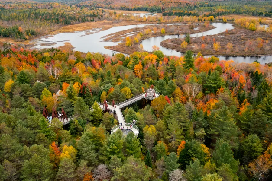 Aerial view of a boardwalk in the trees