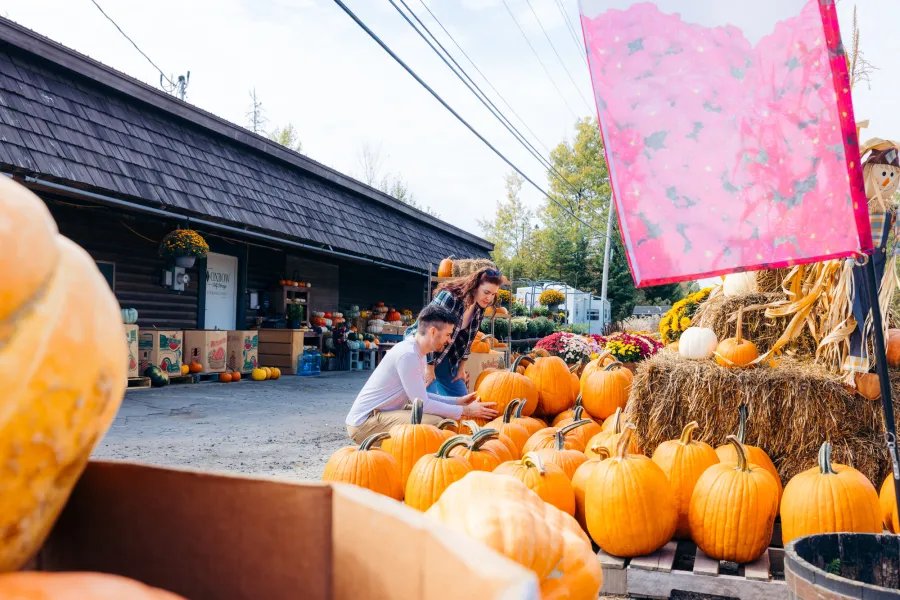 A couple looking at pumpkins in the fall