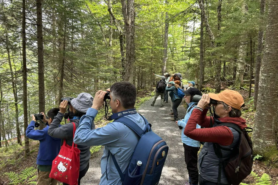 A group of people look through binoculars for birds. 