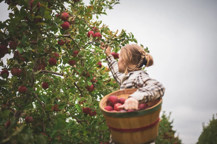A woman picks apples in an apple orchard. 