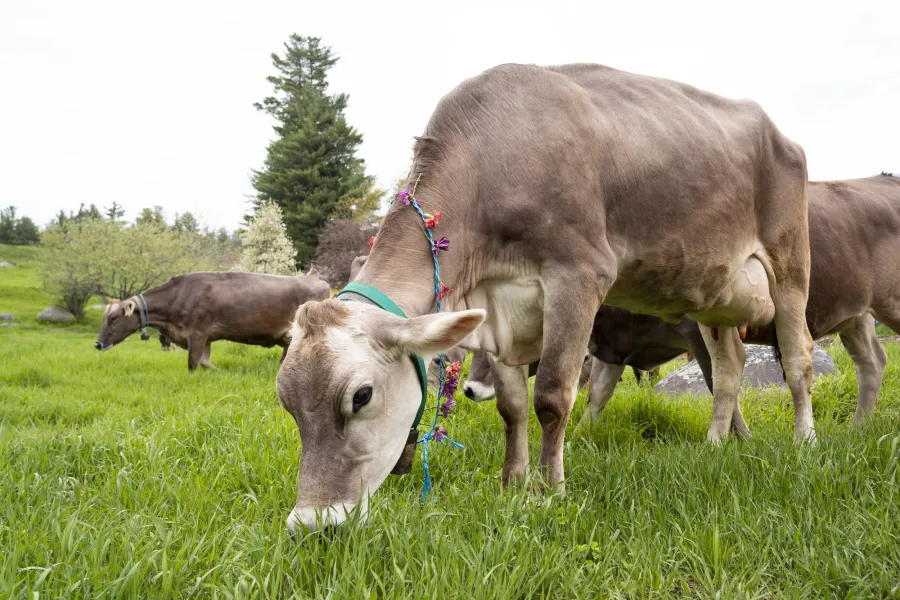 A cow grazes in a green pasture. 