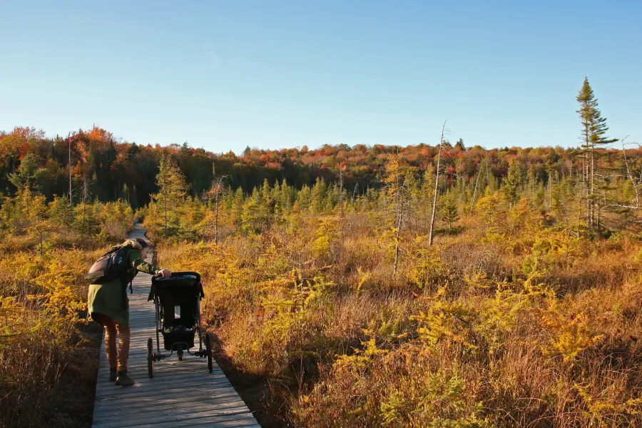 people walk on wooden boards in a marsh field. 