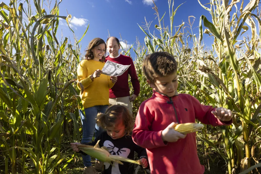 Two adults study a map while two children play in a corn maze on a sunny day.